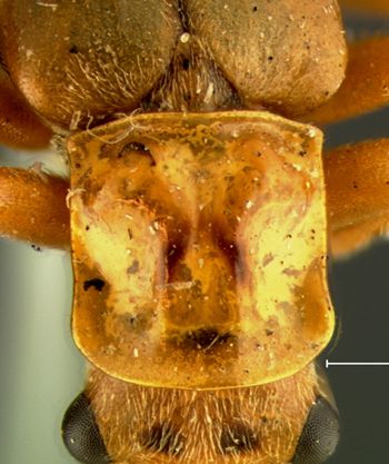 Media type: image;   Entomology 8157 Aspect: pronotum dorsal